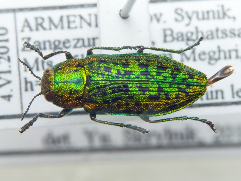 Lamprodila gloriosa (Marseul, 1865)